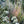 Rattlesnake Master (Eryngium yuccifolium)