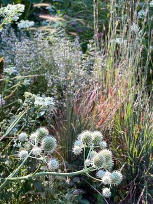 Rattlesnake Master (Eryngium yuccifolium)