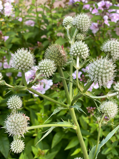 Rattlesnake Master (Eryngium yuccifolium)