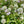 Sunny Structured Garden Expanded (15 Plants)