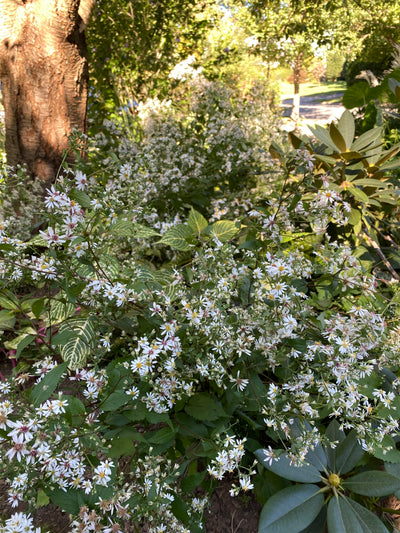 White Wood Aster (Eurybia divaricata)