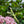 Coastal Joe Pye Weed (Eutrochium dubium)