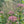Coastal Joe Pye Weed (Eutrochium dubium)