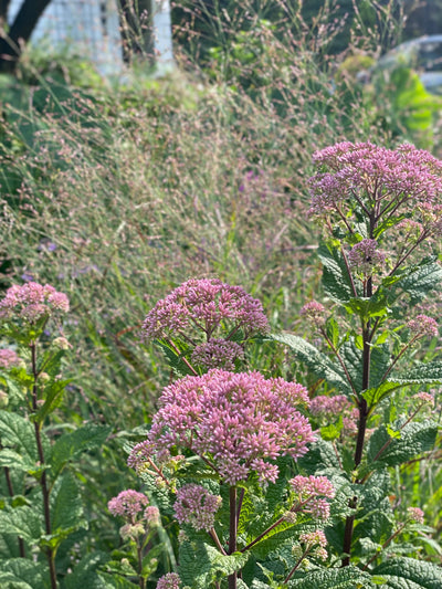 Coastal Joe Pye Weed (Eutrochium dubium)