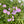 Wild Geranium (Geranium maculatum)