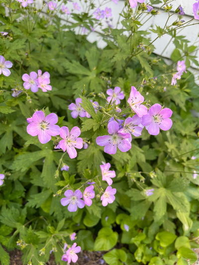 Wild Geranium (Geranium maculatum)