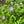Wild Geranium (Geranium maculatum)