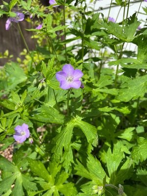 Wild Geranium (Geranium maculatum)
