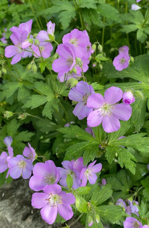Shady Layered Garden (9 Plants)