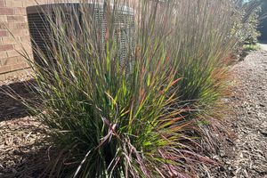 Little Bluestem edited