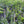 Great Blue Lobelia (Lobelia siphilitica)