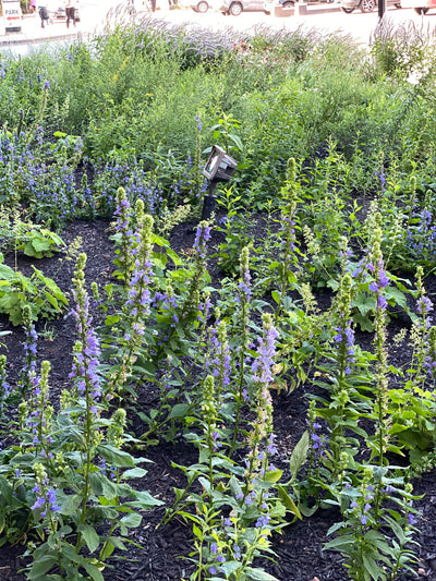 Great Blue Lobelia (Lobelia siphilitica)