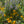 Sunny Border Garden Expanded (15 Plants)