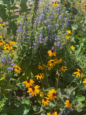 Sunny Border Garden Expanded (15 Plants)