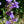Great Blue Lobelia (Lobelia siphilitica)