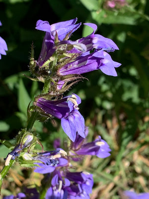 Great Blue Lobelia (Lobelia siphilitica)