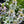 Sunny Meadow–Inspired Garden Expanded (15 Plants)