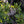 Northern Bayberry (Morella pensylvanica) — 1 Gallon