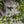 Northern Bayberry (Morella pensylvanica) — 1 Gallon