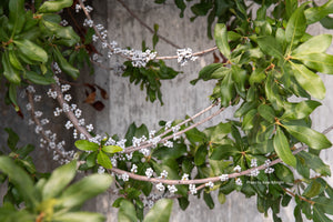 Northern Bayberry (Morella pensylvanica) — 1 Gallon
