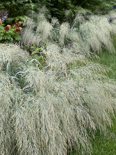 Switchgrass (Panicum virgatum)