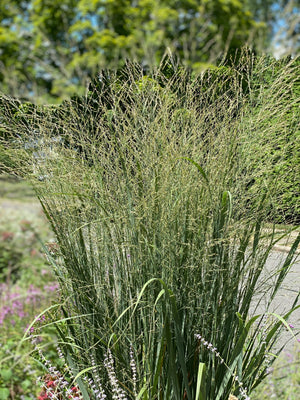 Sunny Structured Garden (9 Plants)