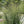 Switchgrass (Panicum virgatum)