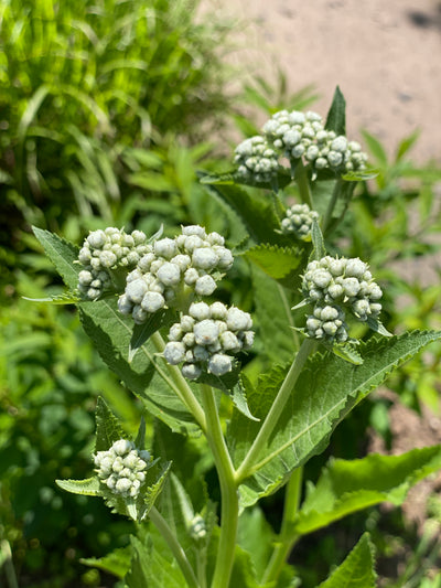 Wild Quinine (Parthenium integrifolium)