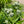 Sunny Meadow–Inspired Garden Expanded (15 Plants)