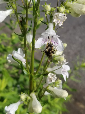 Foxglove Beardtongue (Penstemon digitalis)