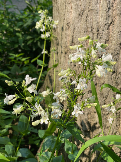 Foxglove Beardtongue (Penstemon digitalis)