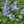 Woodland Phlox (Phlox divaricata)