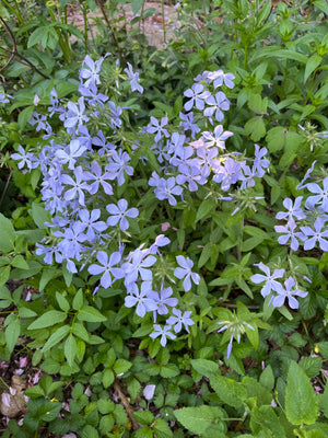 Woodland Wildflower Garden (9 Plants)