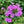 Garden Phlox 'Jeana' (Phlox paniculata 'Jeana')