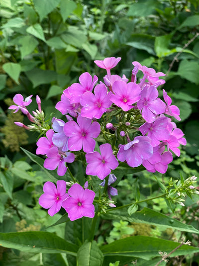 Garden Phlox 'Jeana' (Phlox paniculata 'Jeana')