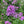 Garden Phlox 'Jeana' (Phlox paniculata 'Jeana')