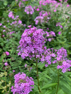 Garden Phlox 'Jeana' (Phlox paniculata 'Jeana')