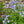 Woodland Edge Garden Expanded (15 Plants)