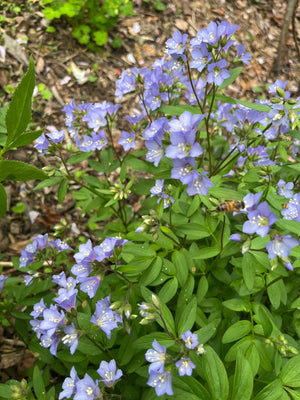 Woodland Edge Garden Expanded (15 Plants)