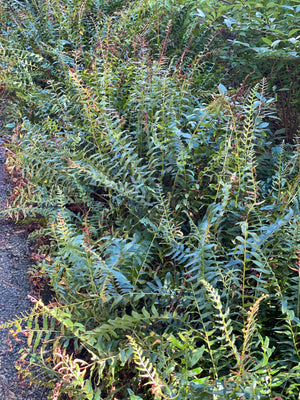 Christmas Fern (Polystichum acrostichoides)