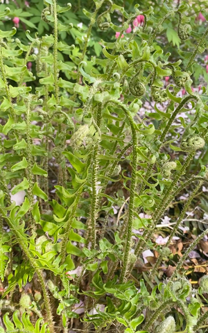 Woodland Wildflower Garden (9 Plants)