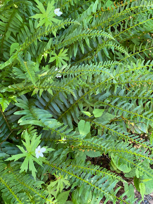 Christmas Fern (Polystichum acrostichoides)