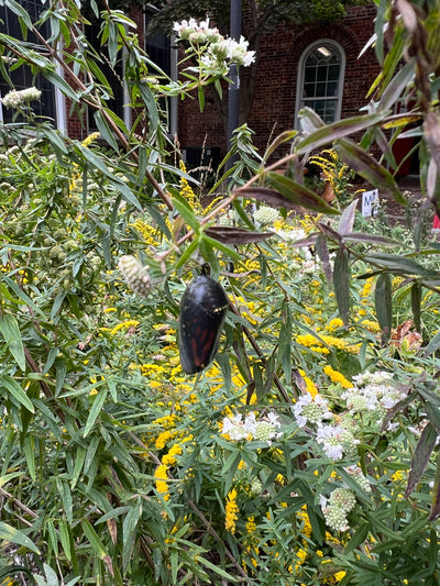 Virginia Mountain Mint (Pycnanthemum virginianum)