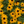 Sunny Border Garden (9 Plants)