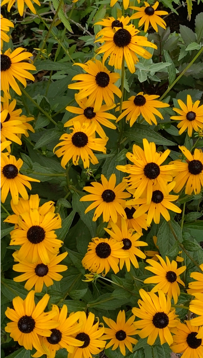 Orange Coneflower (Rudbeckia fulgida var. fulgida)