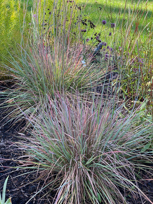 Sunny Pollinator Garden — Expanded (15 Plants)