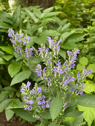 Hoary Skullcap (Scutellaria incana)
