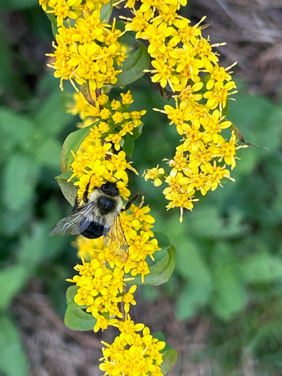 Wreath Goldenrod (Solidago caesia)