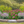 Sunny Meadow-Inspired Garden (9 Plants)