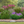 Sunny Structured Garden Expanded (15 Plants)